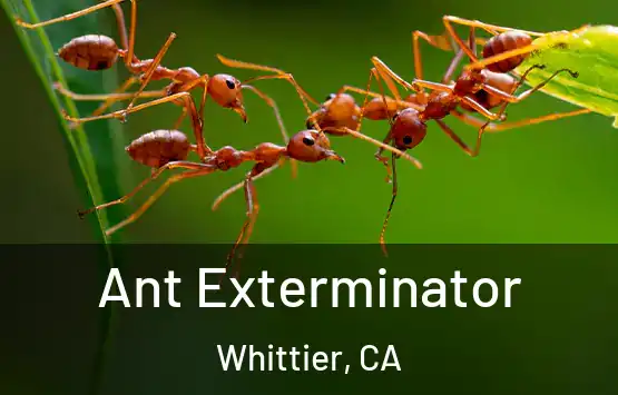  Ant Exterminator Whittier, CA