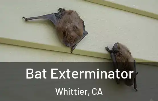  Bat Exterminator Whittier, CA