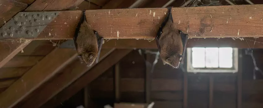 bat-exterminator in Whittier, CA