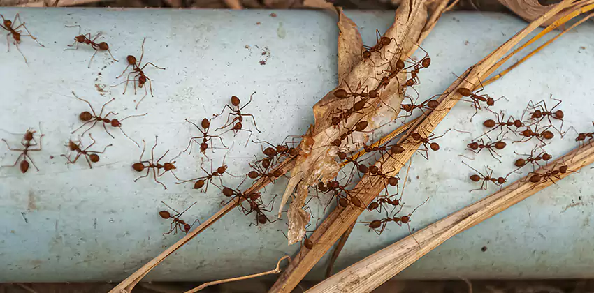 Fire Ant Extermination in Yards, Parks, and Outdoor Spaces Whittier, CA