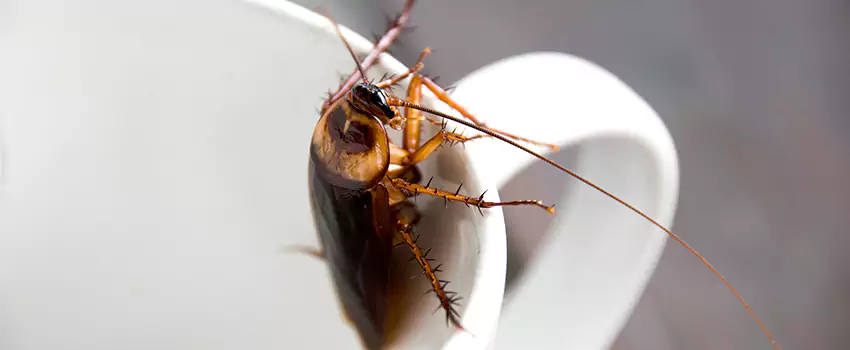 cockroach-treatment in Whittier, CA