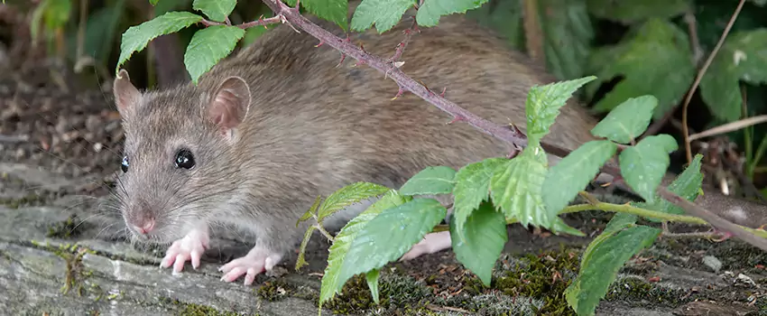 mice-control in Whittier, CA