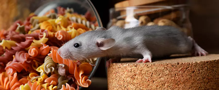 mouse-exterminator in Whittier, CA