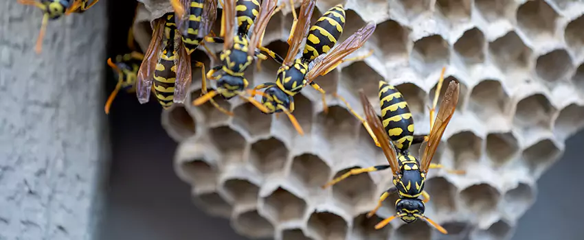 wasp-pest-control in Whittier, CA