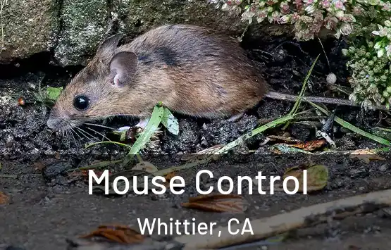  Mouse Control Whittier, CA