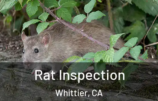  Rat Inspection Whittier, CA