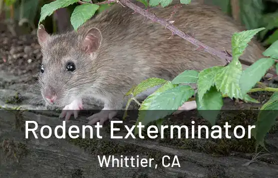  Rodent Exterminator Whittier, CA