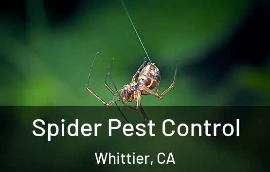  Spider Pest Control Whittier, CA