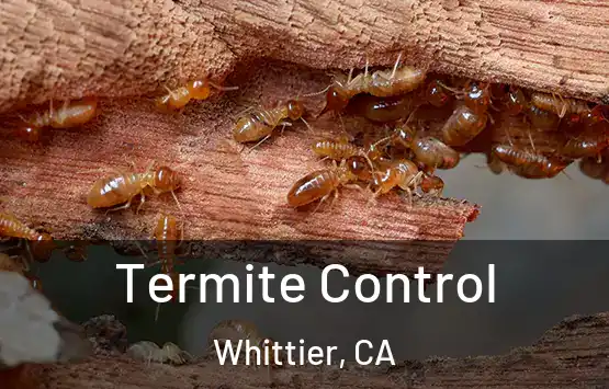  Termite Control Whittier, CA