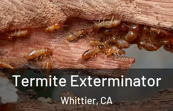  Termite Exterminator Whittier, CA