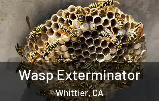  Wasp Exterminator Whittier, CA