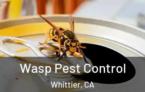  Wasp Pest Control Whittier, CA