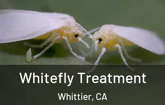  Whitefly Treatment Whittier, CA