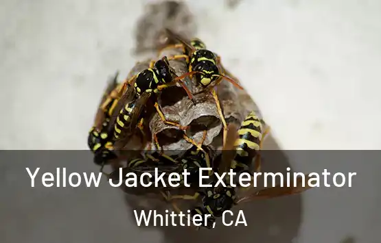  Yellow Jacket Exterminator Whittier, CA
